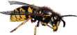 Active Image